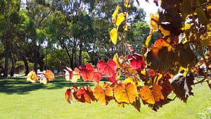 Autumn McLaren Vale