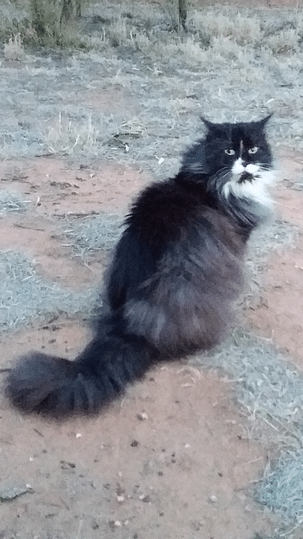 Dougal Eumungerie NSW Dougal Cat Plan