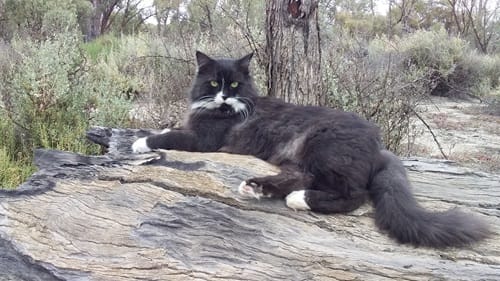 ;g Dougal at Martin Bend, South Australia